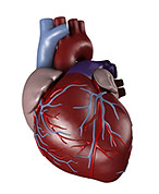 human heart